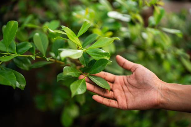 How Our Tree Care Process Works  in  Panama City Beach, FL