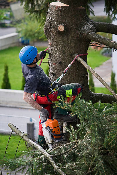 Mulching Services in Panama City Beach, FL