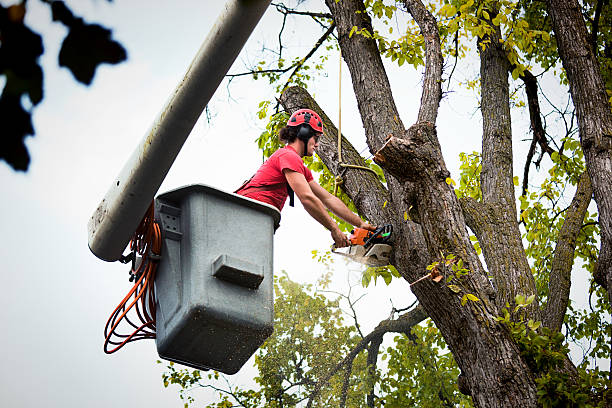 Panama City Beach, FL Tree Care Services Company